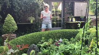 Boxwood Basics  Beginners Guide to Boxwood Topiary 🌳 [upl. by Bev]