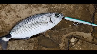 Saddled bream on Jack Fin Stylo 150 and Needlefish on Molix Jugulo Adriatic Sea [upl. by Ylrebmic]