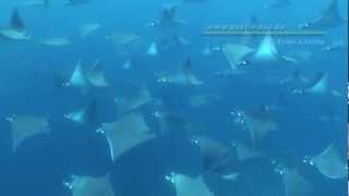 Hunderte Manta Mobulas in Galapagos Unvergessliche Momente Hundreds of mobula rays incredible [upl. by Nance]