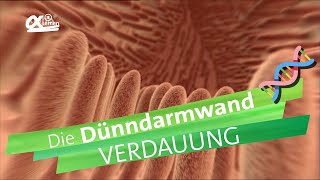 Dünndarmwand  Verdauung  alpha Lernen erklärt Biologie [upl. by Ardehs]