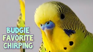 Parakeet trying to talk Budgie loud chirping [upl. by Amle]