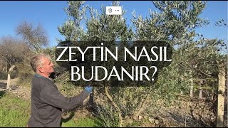 Gemlik Tirilye Zeytini Ağacı Budama  Zeytin Ağacı Nasıl Budanmalı [upl. by Gipson298]