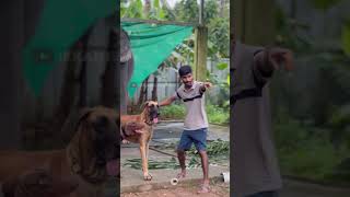 പിടിക്കെടാ അമ്മായിനെ  kaveri  malappuram  shimil animals kaveri dog love [upl. by Yarrum]