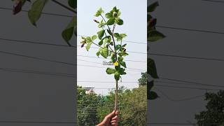 plant chorHow to grow allamanda flower plant from cuttinggardening plants houseplants reels [upl. by Carrel]