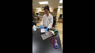 Biol 1406 Lab 8 Day 2 SDSPAGE Sodium dodecyl sulfate polyacrylamide gel electrophoresis [upl. by Aldis]