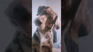 Sounds That Will Make Your Dog Tilt Their Head 100 GUARANTEED  Funny Dogs 😂 Squeaky Toy [upl. by Anair955]