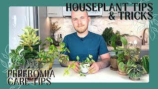 Tips For Growing Peperomia Plants  Houseplant Tips amp Tricks Ep 6 [upl. by Tillinger646]