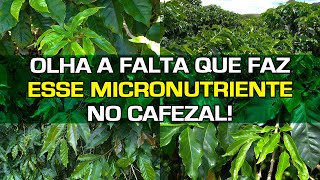 Quando Falta esse Micronutriente as Folhas Ficam Pequenas  No Pé do Café [upl. by Freemon253]