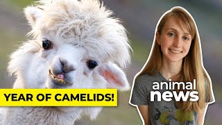 Why the UN is celebrating camels llamas and alpacas this year  CBC Kids News [upl. by Burke]