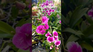 Compactum Orchids shorts short shortsvideo youtube youtubeshorts youtubevideo orchid [upl. by Noramac510]