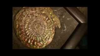 CALOCERAS Johnstoni AMMONITE IRIDESCENTE GIURASSICO INGHILTERRA [upl. by Notlih]