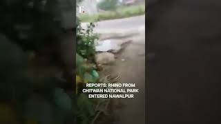 WATCH Rhino Enters Nepal’s Residential Area  Subscribe to Firstpost [upl. by Obelia306]