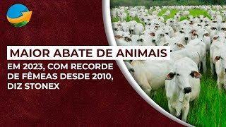 Maior abate de animais em 2023 com recorde de fêmeas desde 2010 diz Stonex [upl. by Etnemelc222]