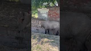 Big Nilgai insearch of foodanimals [upl. by Refotsirc]