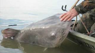 World Record Catfish BIGGER Than The Boat [upl. by Yelsiap]