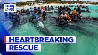 Desperate mission to save whales stranded on WA beach  9 News Australia [upl. by Bennink448]