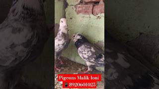 👌🏻🕊️For sale moh dhule khere madrasi ki jod kabootar pigeon pets ☎️8920601025 dt 5112024 [upl. by Ellenehc]