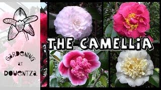 Growing Camellias  the most breathtaking varieties [upl. by Aneladdam215]