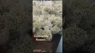 Gypsophila flowers videos [upl. by Ayak770]