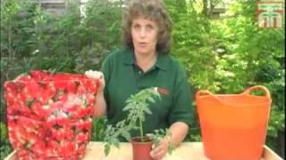 How To Grow Tomatoes From Plug Plants video with Thompson amp Morgan [upl. by Jeni670]