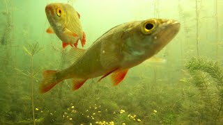 Footage of Perch Roach and Rudd in clear water [upl. by Eicul]