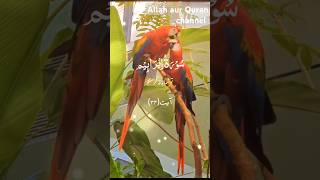 qurantilawathearttouchingvoice urdu islamicvideo shortvideo unfreezmyaccout trending [upl. by Ger]