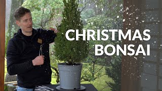 Making a Bonsai Christmas tree [upl. by Leonardi]