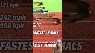 Speed up top 10 rabbit sailfish horse falcon cheetah shortvideo [upl. by Sieracki]