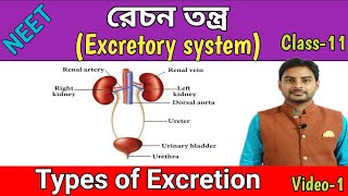 Human Excretory System In BengaliTypes of Excretionমানব রেচনAmmonotelismUreotelismUricotelism [upl. by Bilski]