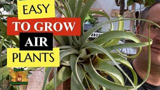 EASY TO GROW AIR PLANTS 😍 xerographica The Giant Tillandsia care tips and tricks for happy growth [upl. by Cost61]