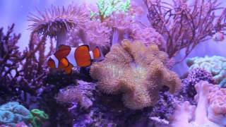 20 gallon Long Soft Coral Reef Aquarium [upl. by Khalid464]