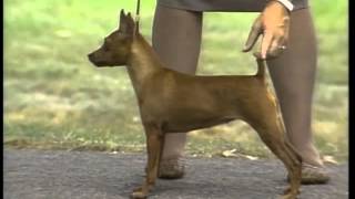 Miniature Pinscher  AKC Dog Breed Series [upl. by Nedak]