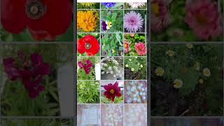 40 variety flower seed under 105 rs meeshofinds meesho meeshohaul meeshoshopping [upl. by Llertniuq]