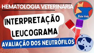 Hemograma  Leucograma  Resposta dos neutrófilos  Patologia clínica veterinária [upl. by Giza6]