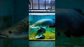 Arapaima fish 🤯❤️😍 arapaimagigas shortsfeed monsterfish [upl. by Atlante]