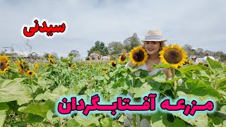 دور دور آخر هفته باغ گل آفتابگردونسیدنی [upl. by Pillow]