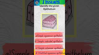 Tissues Part 22  Animal Tissues  Epithelial tissue  Epithelium shorts [upl. by Anallise]