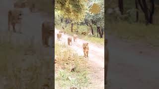 Sasan Gir group of Lioness Live lion [upl. by Liebowitz]