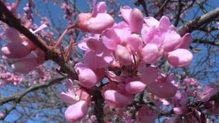 ÁRBOL DEL AMOR en flor Cercis siliquastrum wwwriomoroscom [upl. by Nosnarb]