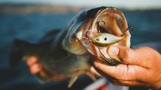 Squarebill Crankbait Buyers Guide  Top Baits For Every Season [upl. by Eceinaj]