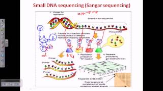 Sanger sequencing [upl. by Alliehs43]