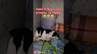 Hala Si Bobay ang prinsesa ng higaan Hahahahahaa doglover adopteddog dog shorts [upl. by Hutchings]