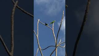 CASAL DE ARARAS MARACANÃ CATANDO 🦜 maracanã araras [upl. by Fulvia844]