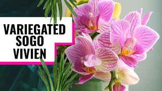 Doritaenopsis Phalaenopsis Sogo Vivien  More Orchid Tips and Things to Know CareCollab [upl. by Molini]