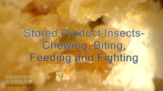 Stored Product Insects Chewing Biting Feeding and Fighting [upl. by Perl15]