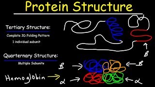 Protein Structure  Primary Secondary Tertiary amp Quarternary  Biology [upl. by Seidule]