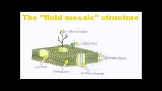 Cell Membranes  A Level AS Biology Revision [upl. by Llemij]