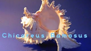 Murex RamosusChicoreus Ramosus [upl. by Droffats]