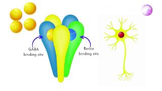 Effects of Benzodiazepines on the Nervous System amp Body [upl. by Vladamir]