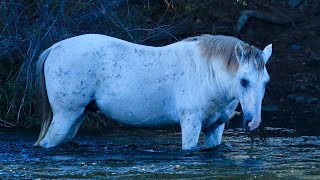 Wild Mustang River Crossing Snorkelling Grey Stallion🐎 ASMR [upl. by Germain]